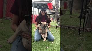 Video preview image #1 Pug Puppy For Sale in Pasadena, CA, USA