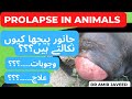 Vaginal And Uterine Prolapse In Animals Vaginal Prolapse Prolapse In Buffalo Dr Amir Javeed