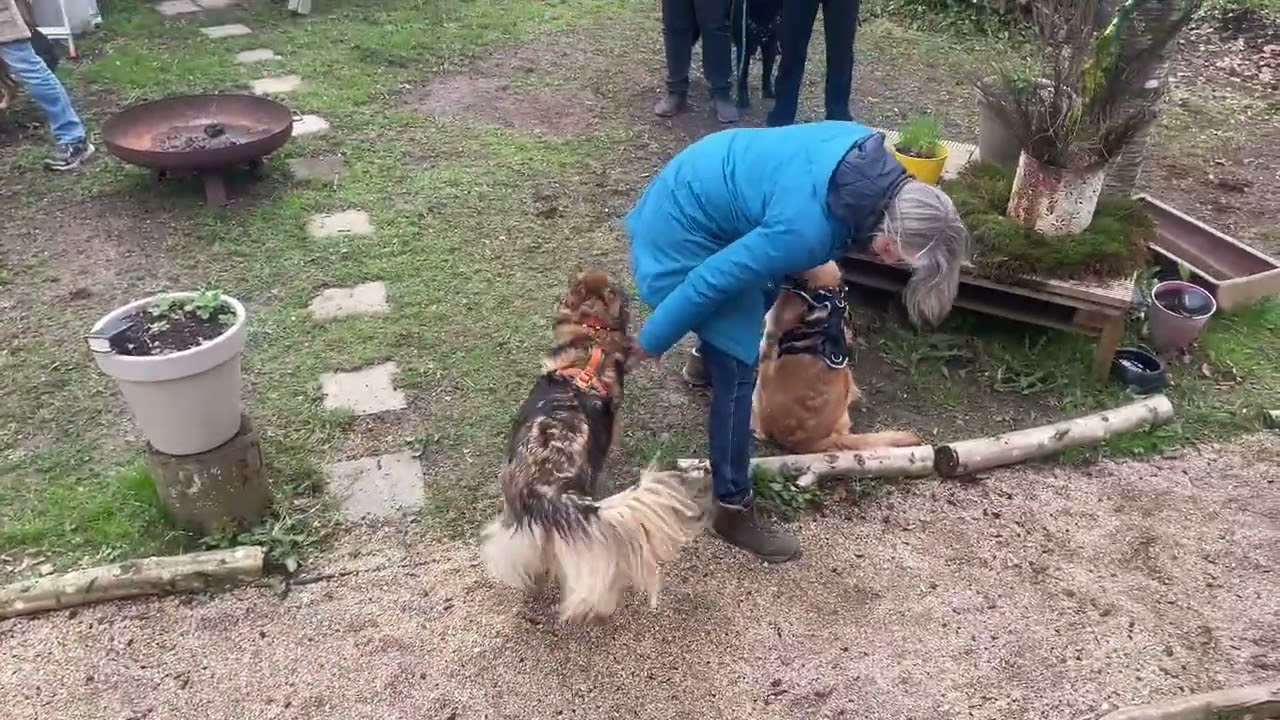 Unsicheren Hund schützen: Abschirmen statt Überfordern