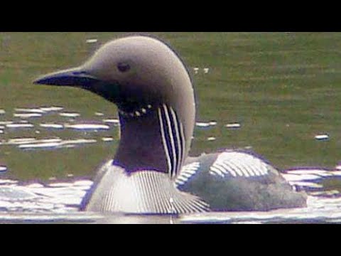 Potáplica stredná / potápač arktický (Gavia arctica) – svadobný šat