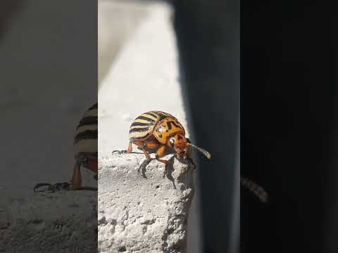 , title : 'Colorado beetle attacks'