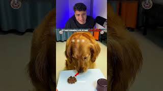 Outros animais no jogo da adivinhação X o último cara 😨