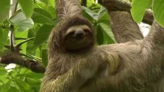 Scott Wesley Brown - All Creatures