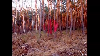 Fránçois &amp; The Atlas Mountains - Fancy Foresight (Bajram Bili Remix) [Official Audio]