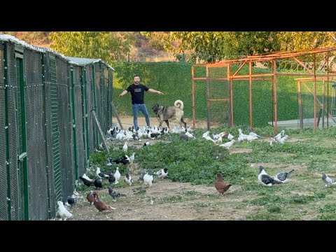 BIRDS BLOWN OUR MIND THIS TIME CENGIZ, WHAT DID YOU DO?