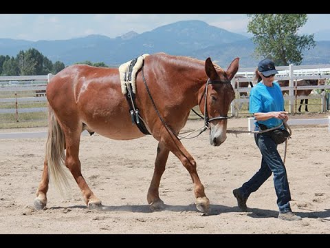 LTR Training Tip #11: The Importance of Good Posture