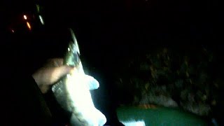 Anre s tt minnow 85