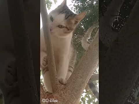 #viralvideo #cat #youtube