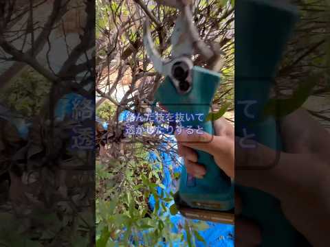 ボール状に剪定：どの低木がこのために作られていますか？シンプルに進めるにはどうすればよいでしょうか？  庭園