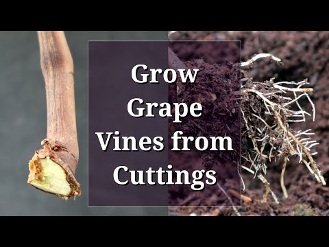 , title : 'Grow Grape Vines from Cuttings: Hardwood Propagation'