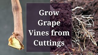 Grow Grape Vines from Cuttings: Hardwood Propagation