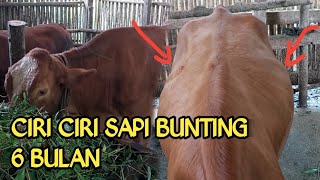 Download lagu CIRI CIRI SAPI BUNTING 6 BULAN mp3