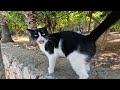 Tuxie The Cat Says Good Morning To Me With Her Cutest Meow