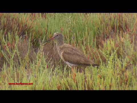 Archibebe comun ( Tringa totanus ) Redshank