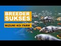 The Beauty From Sukabumi PART 2 Mizumi Koi Successful Farm Breeder From Sukabumi