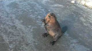 Beaver on the Highway Video