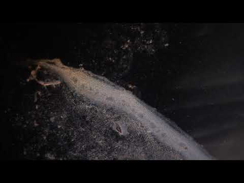 Dimitar Bodurov & Ivan Shopov - Sea of Tranquility