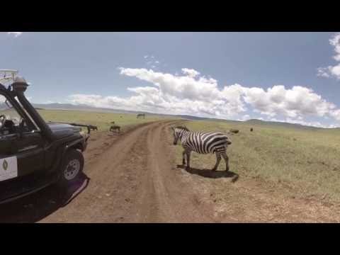 download lagu mp3 mp4 Ngorongoro Crater Camp, download lagu Ngorongoro Crater Camp gratis, unduh video klip Ngorongoro Crater Camp