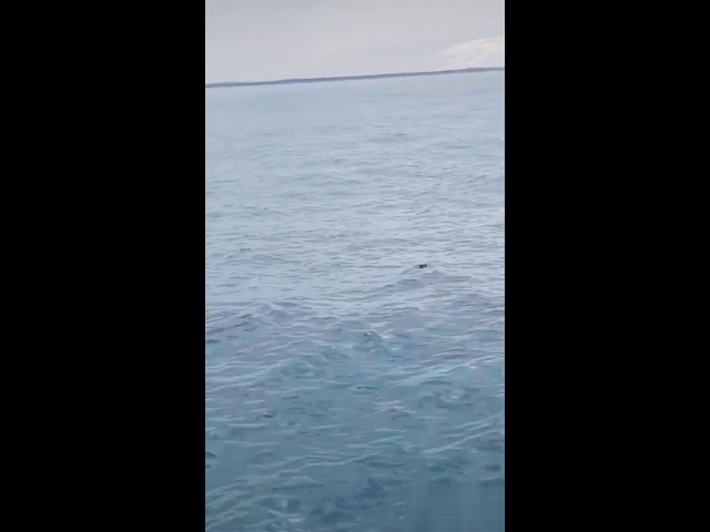 Прекрасный вид, спокойная вода... Как вдруг...