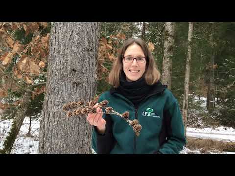 Baumartenpfad Leibertingen - LÄRCHE