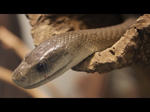 Top Venomous Snakes of Africa That Will Terrify You