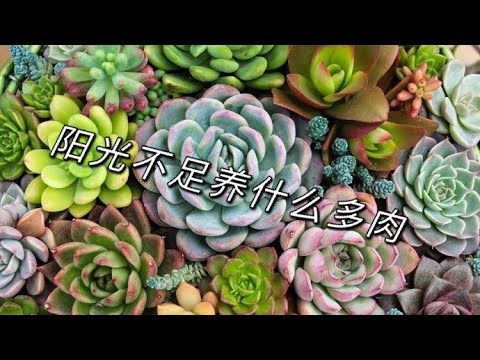 適合辦公室的多肉植物