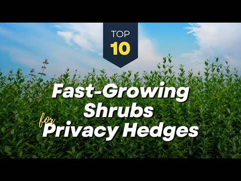 TOP 10 Fast Growing Shrubs for Privacy Hedges 🌱🌳🌿 Garden Fence