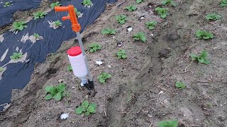 배추 정식후 추비(요소) ,배추좀나방,벼룩잎벌레약도 꼭 주세요!!