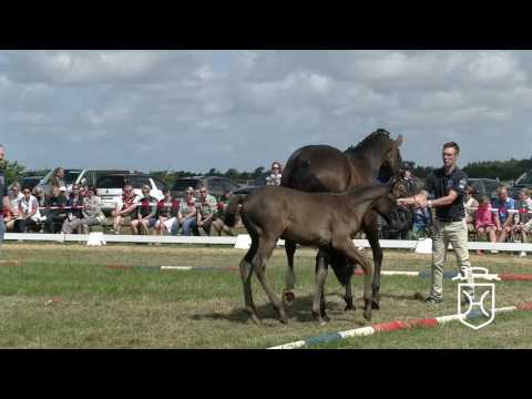 NF027 Hengstfohlen von Diarado   Cormint   Alcatraz