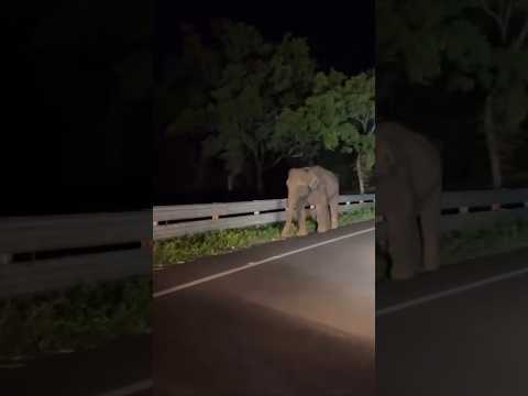 The Elephant Jump Scare #wildlife