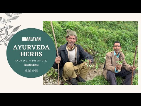 Ayurveda Herb Guggul a fogyásért