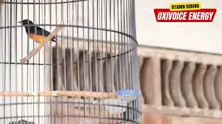 Download lagu Murai Nembak lovebird 9 detik mp3 Download lagu Murai Nembak lovebird 9 detik mp3