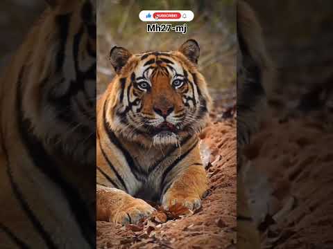 #tiger sound mh27-mj#animals #bigcat #lion #wildlife #viralvideo #youtubeshortsfeature #shortsvideo