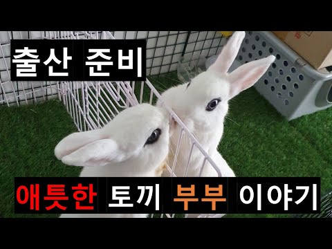 , title : '급작스런 토끼 출산 준비 (ft. 애틋한 토끼 부부)'