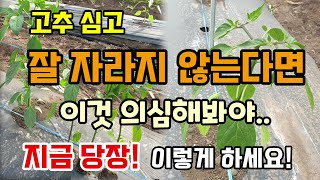 고추심고 모종이 잘 자라지 않는 이유 이것 의심해야 빨리 확인해보시고 이렇게 하세요