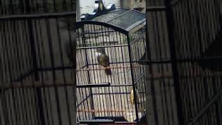 Download lagu Cucak jenggot sumatra nembak rapet mp3