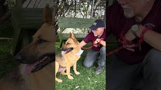 Video preview image #1 German Shepherd Dog Puppy For Sale in Pasadena, CA, USA