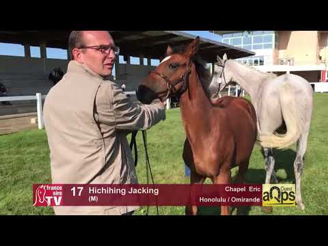 Show AQPS Lion 2017 : Lot 17 - Hichihing Jacking