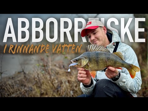 Abborrfiske i rinnande vatten, så lyckas du på vintern!
