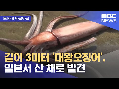 [투데이 와글와글] 길이 3미터 '대왕오징어', 일본서 산 채로 발견 (2022.04.25/뉴스투데이/MBC)