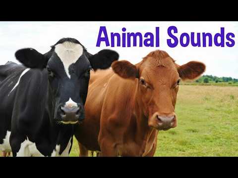 90+ Animal  Sounds for Kids | Wild, Farm & Sea Animals | Learn Animal Names & Sounds
