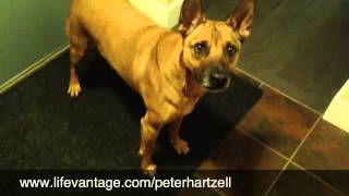 LifeVantage Canine Health Irresistible