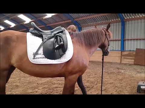 MUSTANG MAKEOVER 2018 Team Yvet (TAG 3173) - Update 7