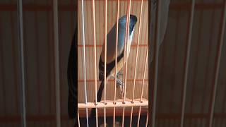 Download lagu CENDET GACOR ISIAN LOVEBIRD SAMBUNG GEREJA TARUNG PANJANG #cendet #shortvideo mp3