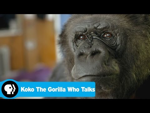 KOKO THE GORILLA WHO TALKS | Preview | PBS