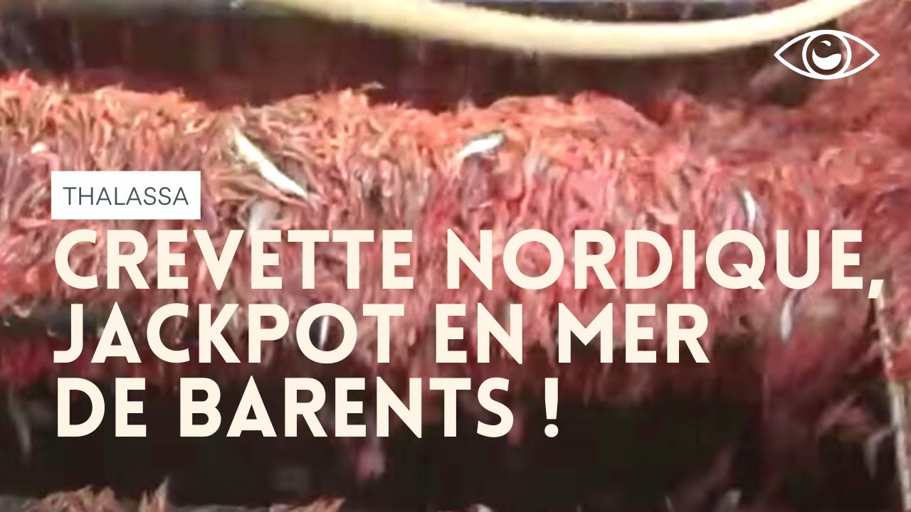 Crevette nordique : jackpot en mer de Barents ! Thalassa