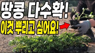 땅콩 다수확 하려고 이것 뿌리고 심어요! 땅콩 많이 달려 대박나보자!