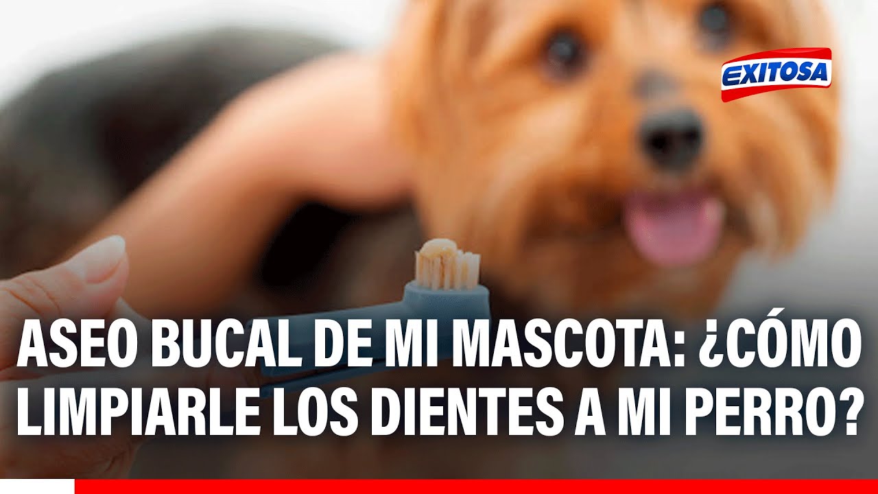 🔴🔵 Aseo bucal de mi mascota: ¿Cómo limpiarle los dientes a mi perro?