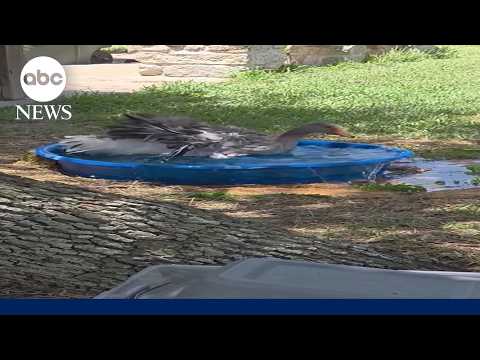 Heroic goose warns family of barn fire