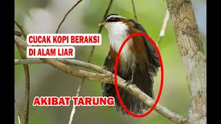 Download lagu Mengintip Aksi Gila Kicauan Burung Cucak Kopi Di Alam Liar mp3